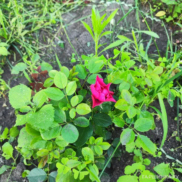 превью изображения отзыва