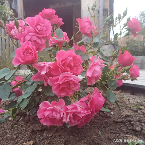 превью изображения отзыва