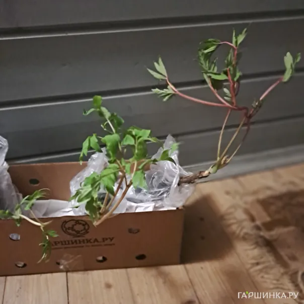 превью изображения отзыва