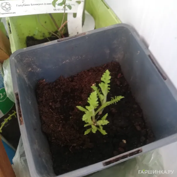 превью изображения отзыва