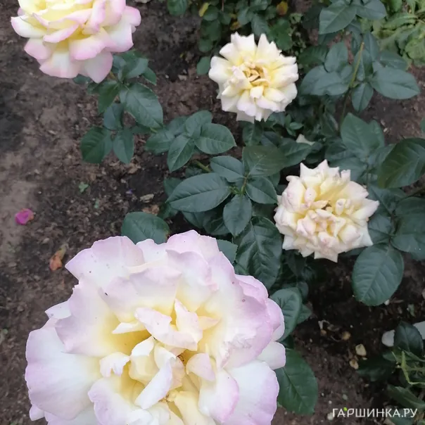 превью изображения отзыва