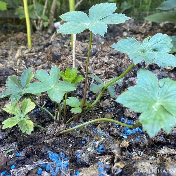 превью изображения отзыва