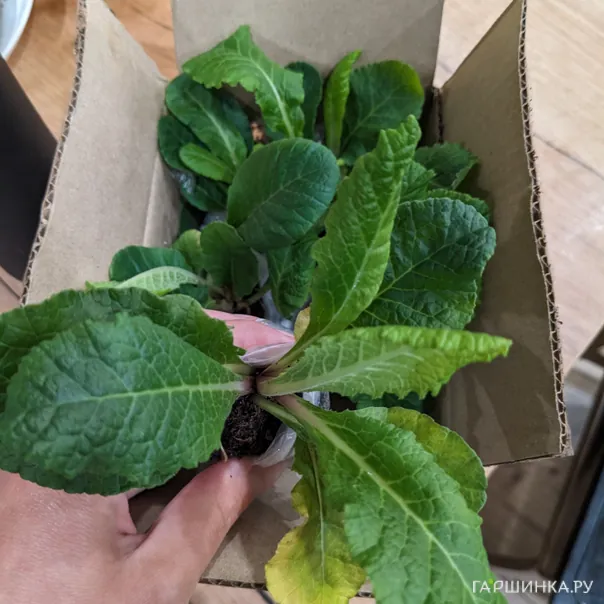 превью изображения отзыва