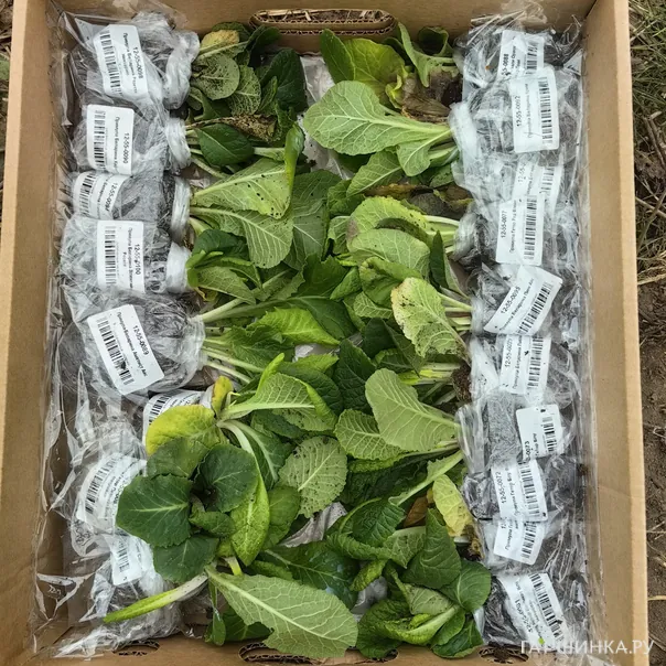 превью изображения отзыва