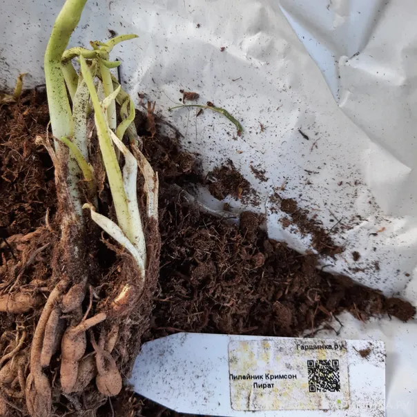 превью изображения отзыва