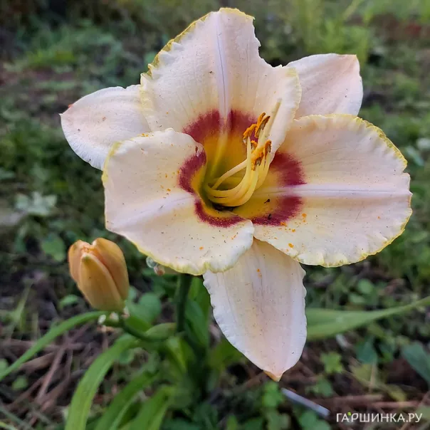 превью изображения отзыва