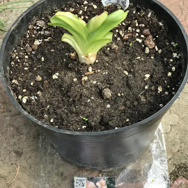 превью изображения отзыва