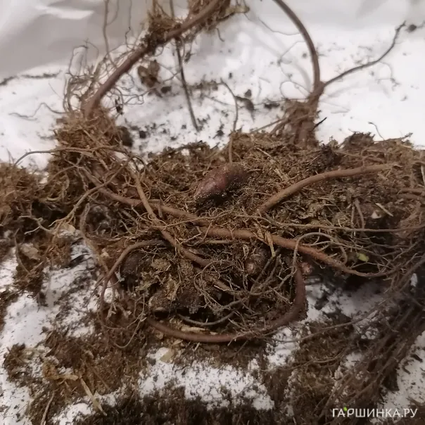 превью изображения отзыва