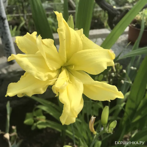 превью изображения отзыва