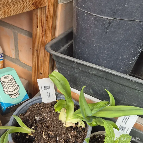 превью изображения отзыва