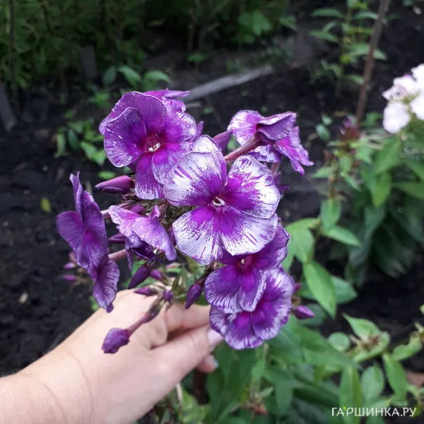 превью изображения отзыва