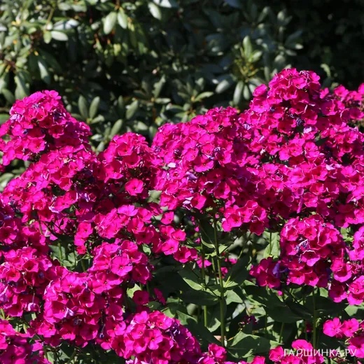 Флокс Рейвинг Бьюти метельчатый