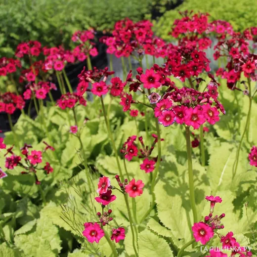 Примула японская Миллерс Кримсон