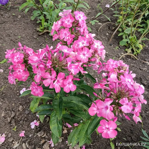 Флокс Евгения