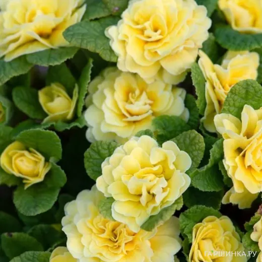 Примула Беларина Баттеркап Еллоу