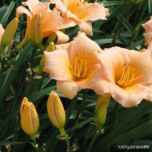 Лилейник Мини Перл