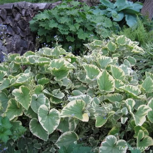 Бруннера Хадспен Крим