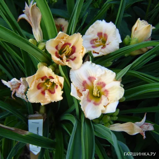 Лилейник Ол Американ Бэйби