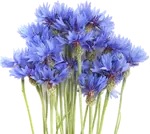 Цветы многолетние