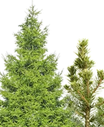 Хвойные растения