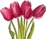 Луковичные осенней посадки