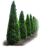 Живые изгороди