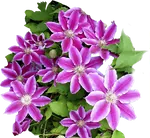 Клематисы и другие вьющиеся растения