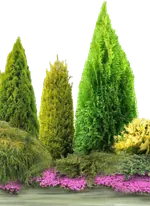 Клумбы и цветники